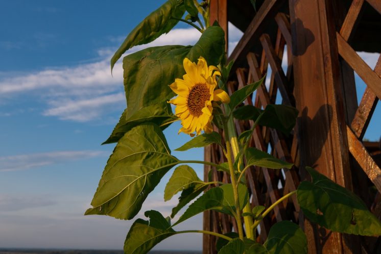 Sunflower,Growing,Near,The,Fence,Against,The,Background,Of,The